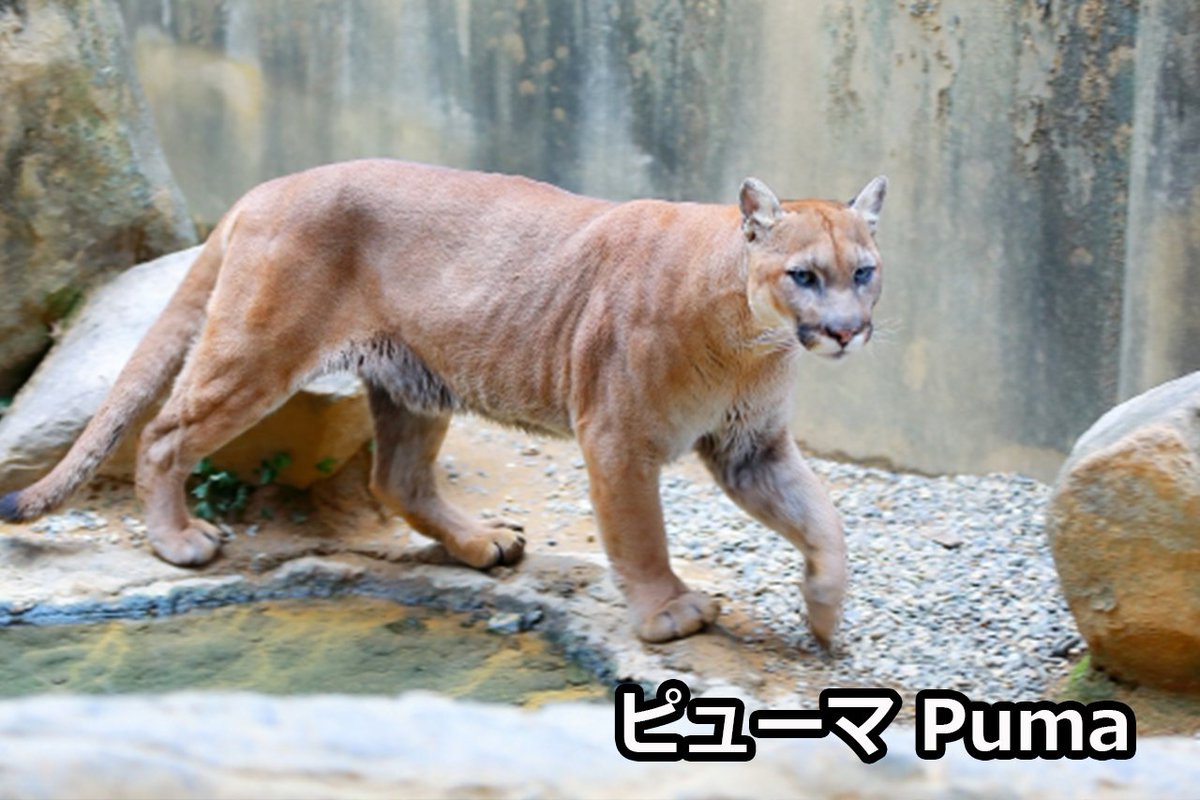 ラグビーワールドカップ 今日は 猫の日 なので ネコ科の動物について ロス プーマスの愛称で知られるアルゼンチン代表 胸のエンブレムはもちろんピューマと思いきや 実はジャガーなんです 1965年に海外遠征をした際 遠征先のメディアに誤って ラグビーワールドカップ 今日は 猫の日 なので ネコ科の動物について ロス プーマスの愛称で知られるアルゼンチン代表 胸のエンブレムはもちろんピューマと思いきや 実はジャガーなんです 1965年に海外遠征をした際 遠征先のメディアに誤って