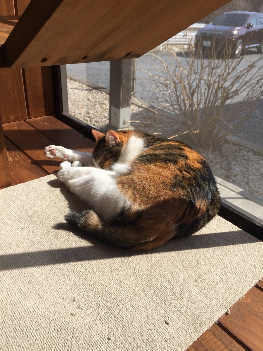 22年版 三重県でおすすめの猫カフェ12選 猫カフェナビ
