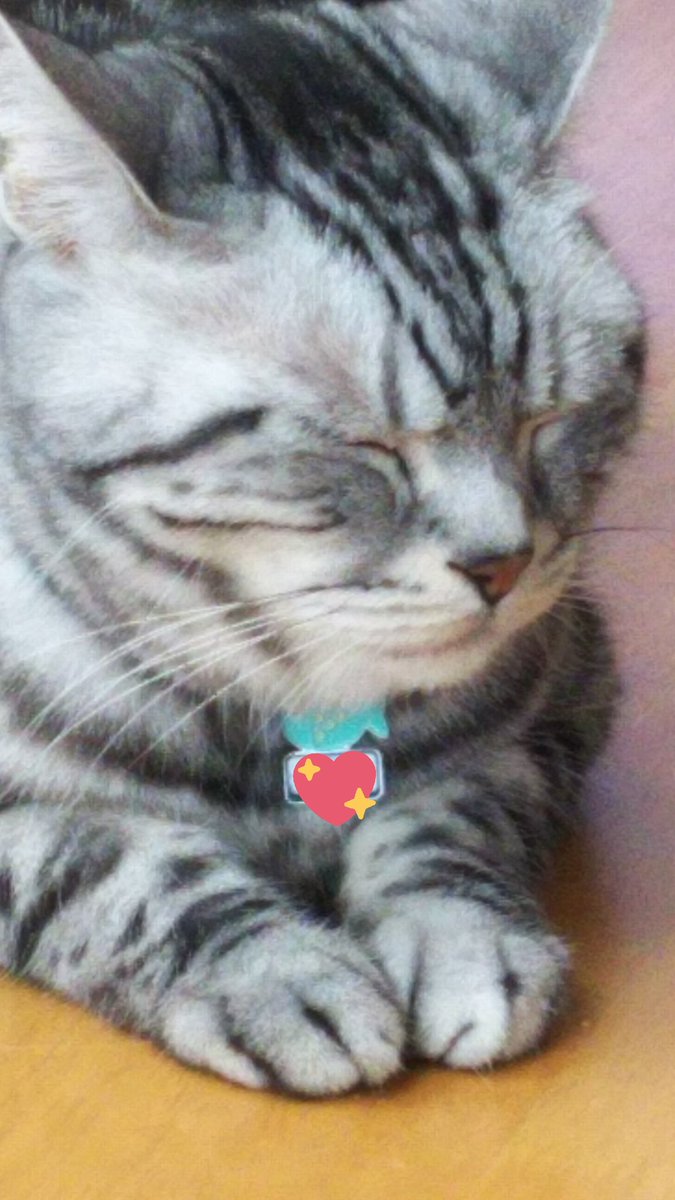 Post by みぃ(ΦωΦ)♬ on X: #猫の日