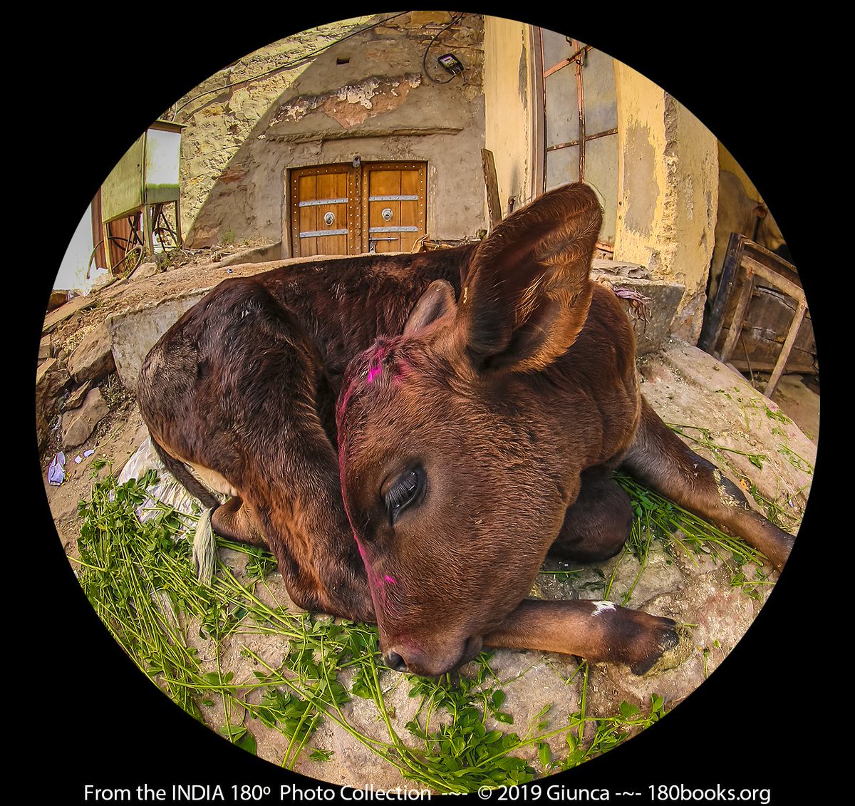 Abstracted #Cow for Friday MooTavation. #FriFotos How Now Brown Cow