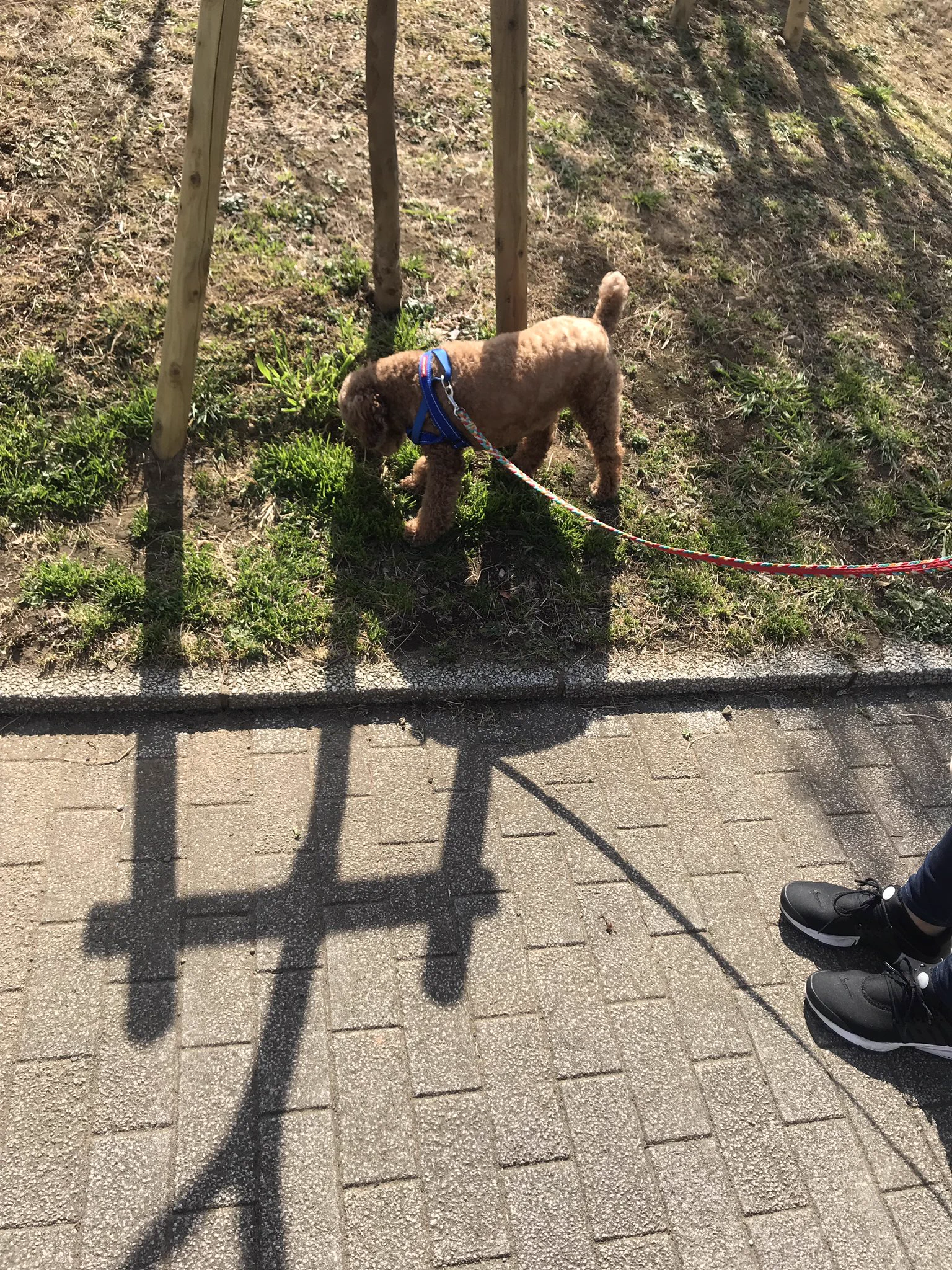 「散歩中の愛犬と遭遇して欲しい」という変わった依頼wwその理由とは...