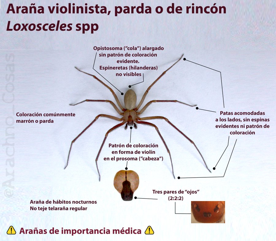 Esta araña es venenosa? Un aracnólogo resuelve tus dudas por Twitter |  Verne México EL PAÍS