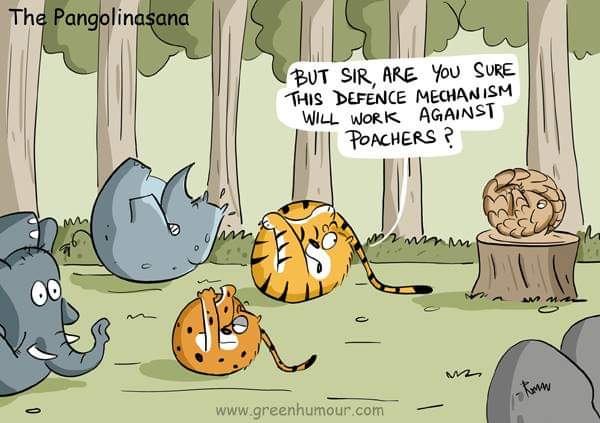 wild_otters's tweet photo. Pangolins are the most trafficked animal in the world, their vulnerable nature makes them an easy target to poachers #illegaltrafficking #animalrights #pangolin #WorldPangolinDay https://t.co/84YuPunTo7