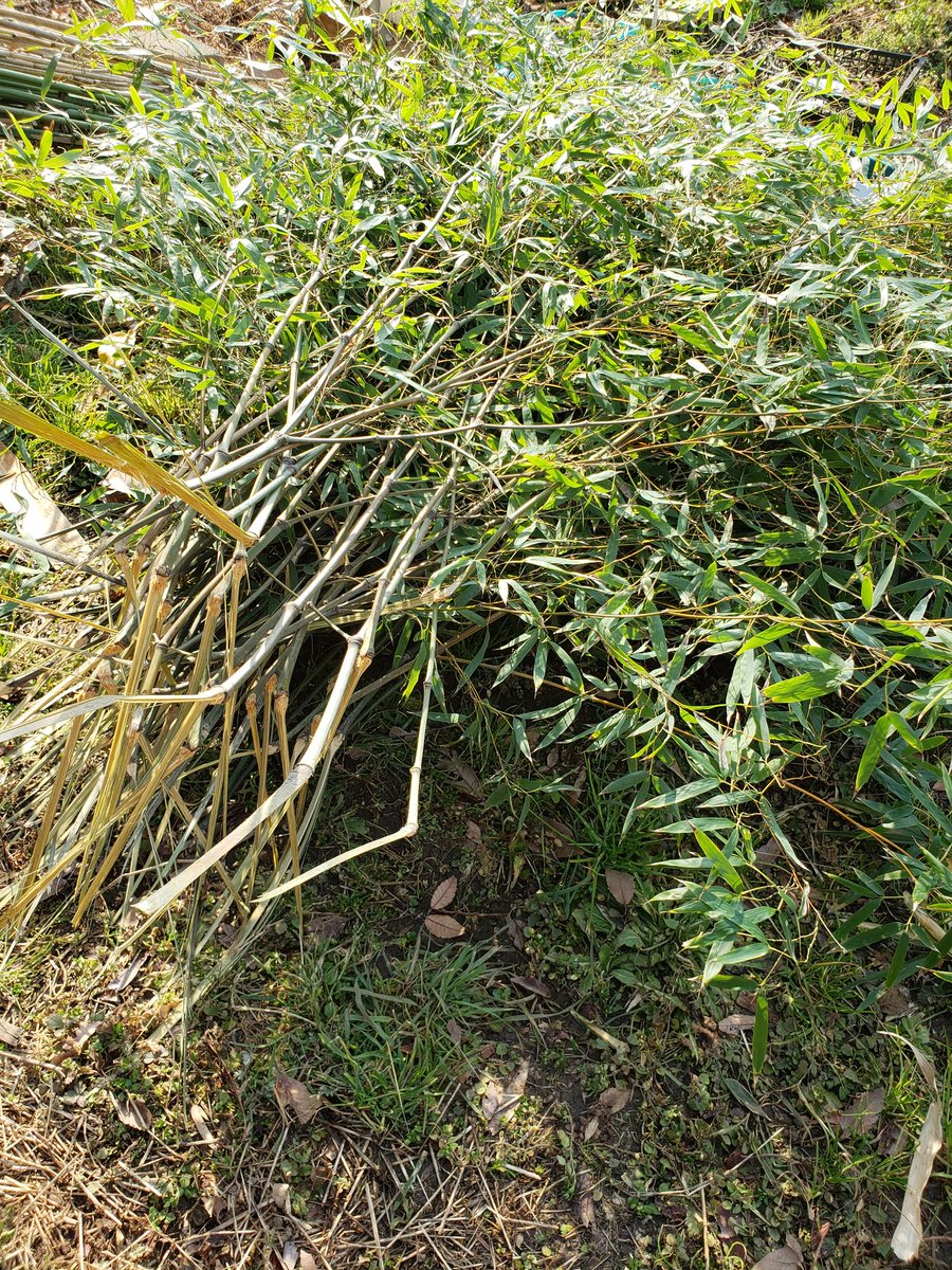 竹伐採 竹伐採
