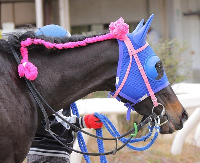 笠松競馬場 第3rを勝利した ビーコンファイヤー号 笹野博司厩舎 です たてがみを綺麗に編み込みしてもらっています 可愛い 競走馬 サラブレッド Ksmtk18 T Co Dnuhok2cnx T Co Dbi5rq0kln Twitter