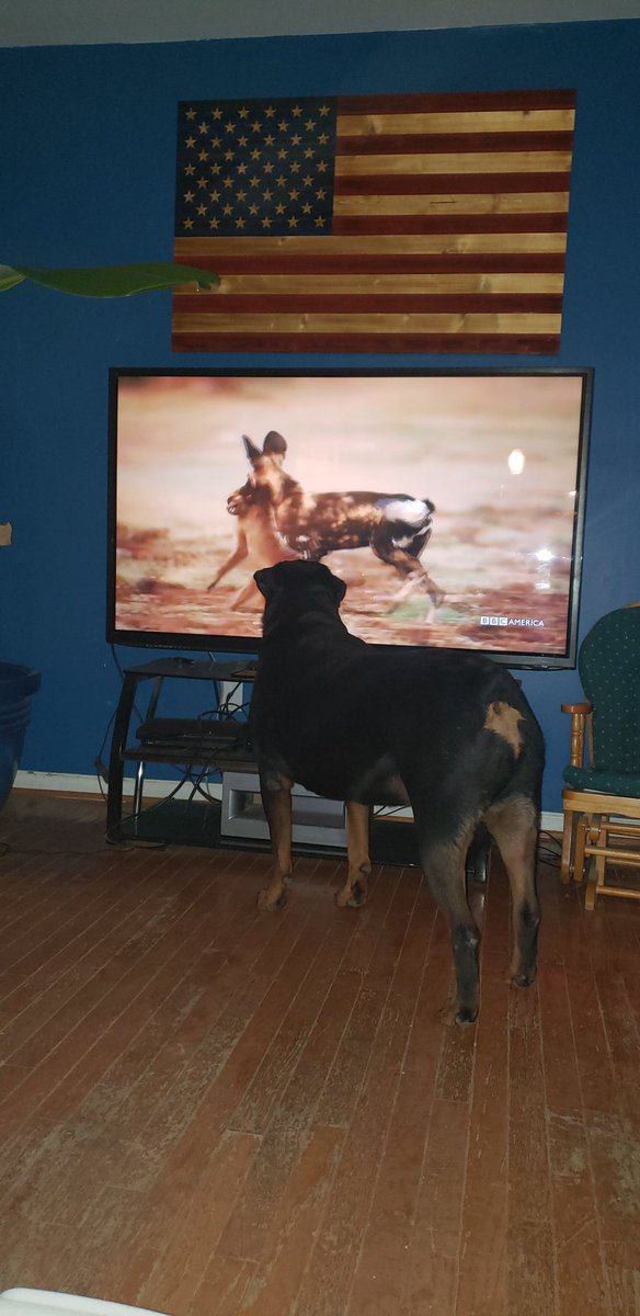 Painted wolves. <a href="/BBCAMERICA/">BBC America</a> #petswatchingdynasties