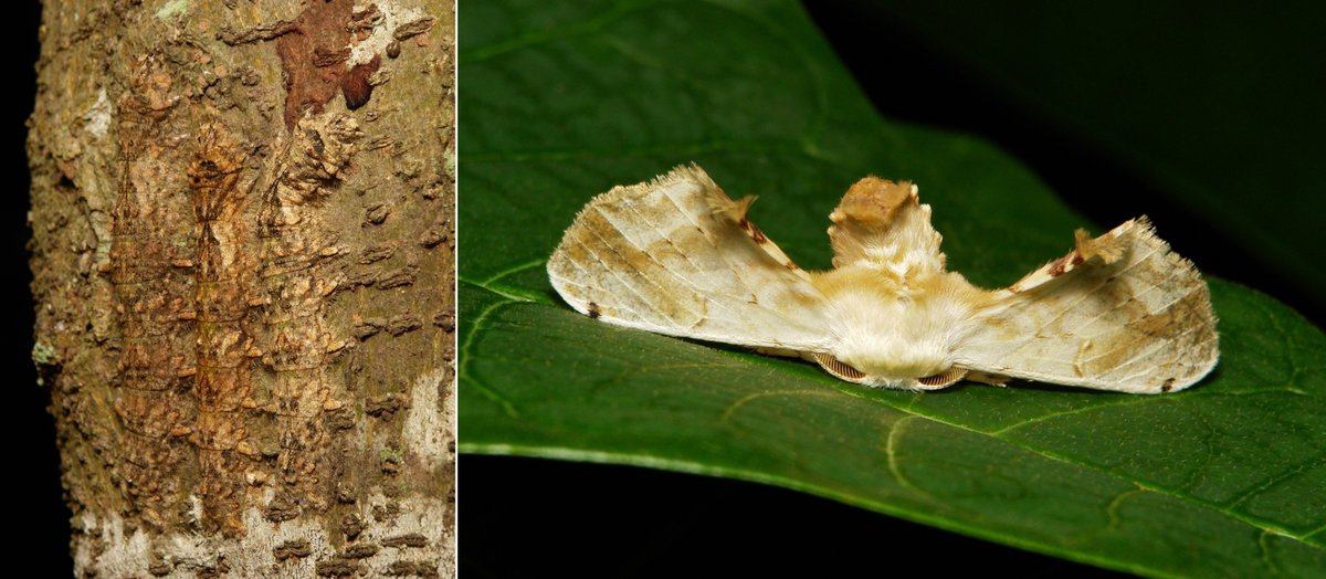  #METAMORPHOSIS - Moore's Silk  #Moth (Ernolatia moorei, Bombycidae)(Don't miss all three (3) caterpillars in the image!) https://flic.kr/p/24bcPn8  #insect  #China  #Yunnan  #entomology  #Lepidoptera