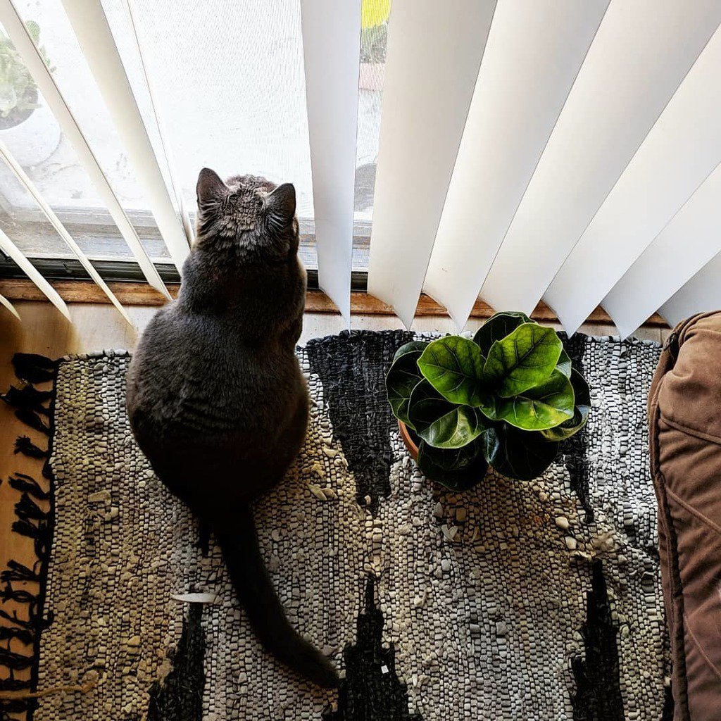 chrononami's tweet photo. #acethekittenunwin https://t.co/vlf10C2tGi https://t.co/3ZWIGXYUuz