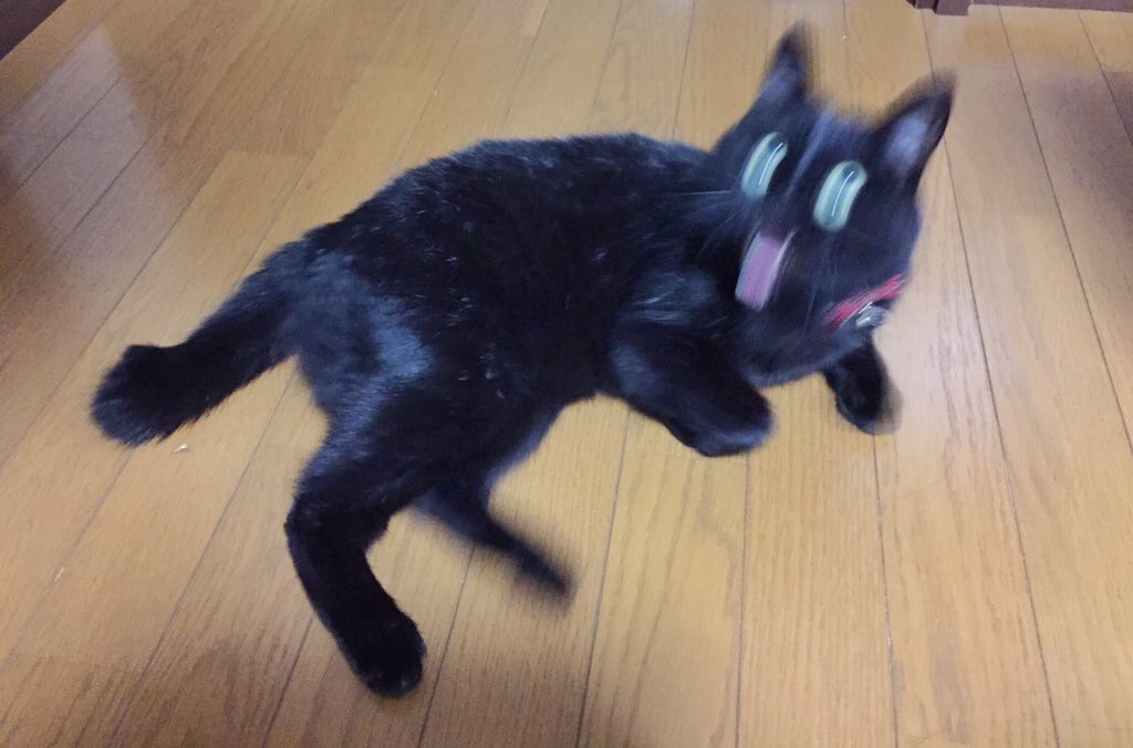 猫です 飼い主さんが撮影した黒猫さんが 猫の写真へたくそ選手権 を思い出す芸術的な仕上がり 楽しそうに荒ぶっていらっしゃる Togetter