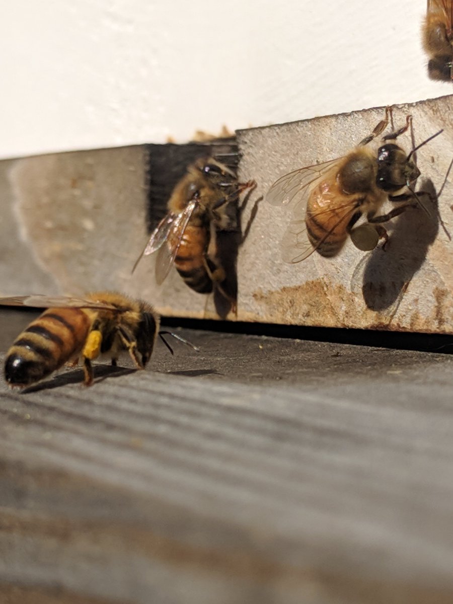 AtTheBeeCompany's tweet photo. Getting ready for Spring! #honeybees #beekeeping https://t.co/yiRNk5eTAo