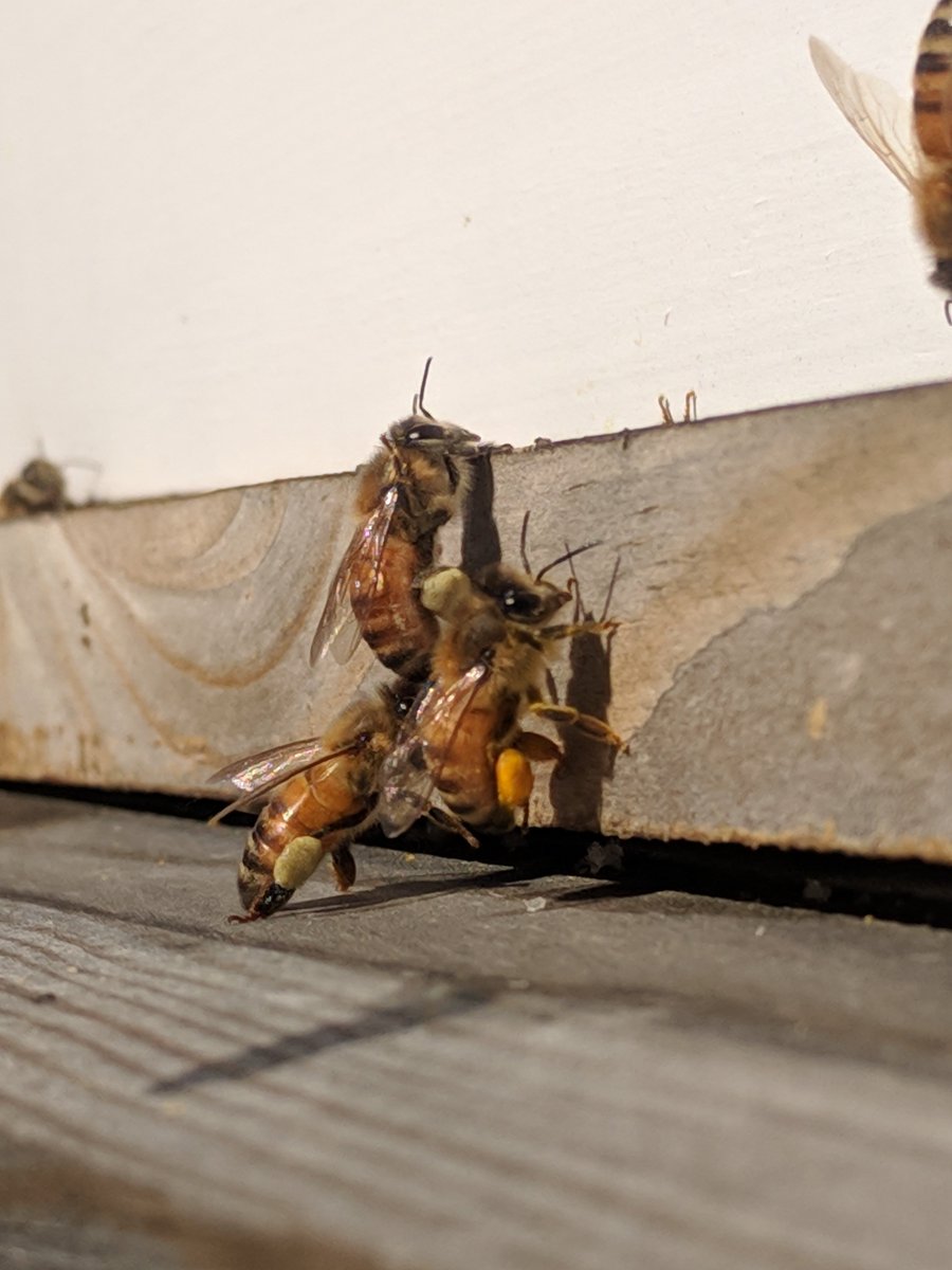 AtTheBeeCompany's tweet photo. Getting ready for Spring! #honeybees #beekeeping https://t.co/yiRNk5eTAo