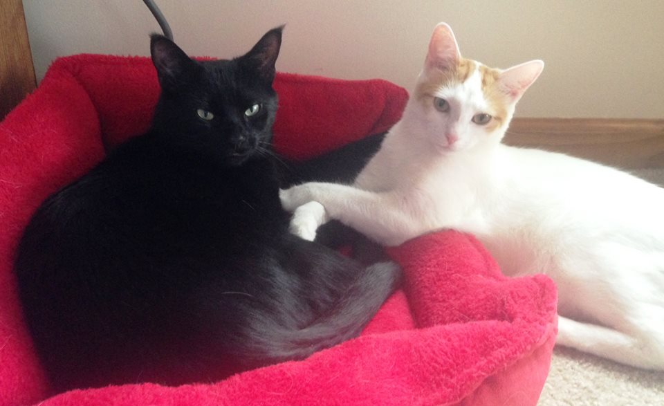 SusieQ6shooter's tweet image. #Cleo  Me, my brother Sugar Puss &amp;amp; my sister Honey are sending #PurrTherapy &amp;amp; #PawHugs too!     #DravenTheTherapyCat