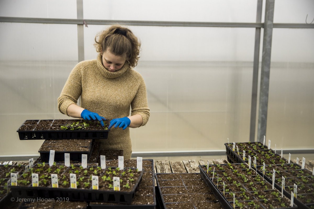 Volunteers and workers transplant flowering plants at Mays Greenhouse, which was flooded February 7, 2019. The Spring Open House event will be March 16th from 9 am to 5 pm and March 17th from 12-5 pm. (Photos by Jeremy Hogan) #volunteering #Bloomington #Community #floods