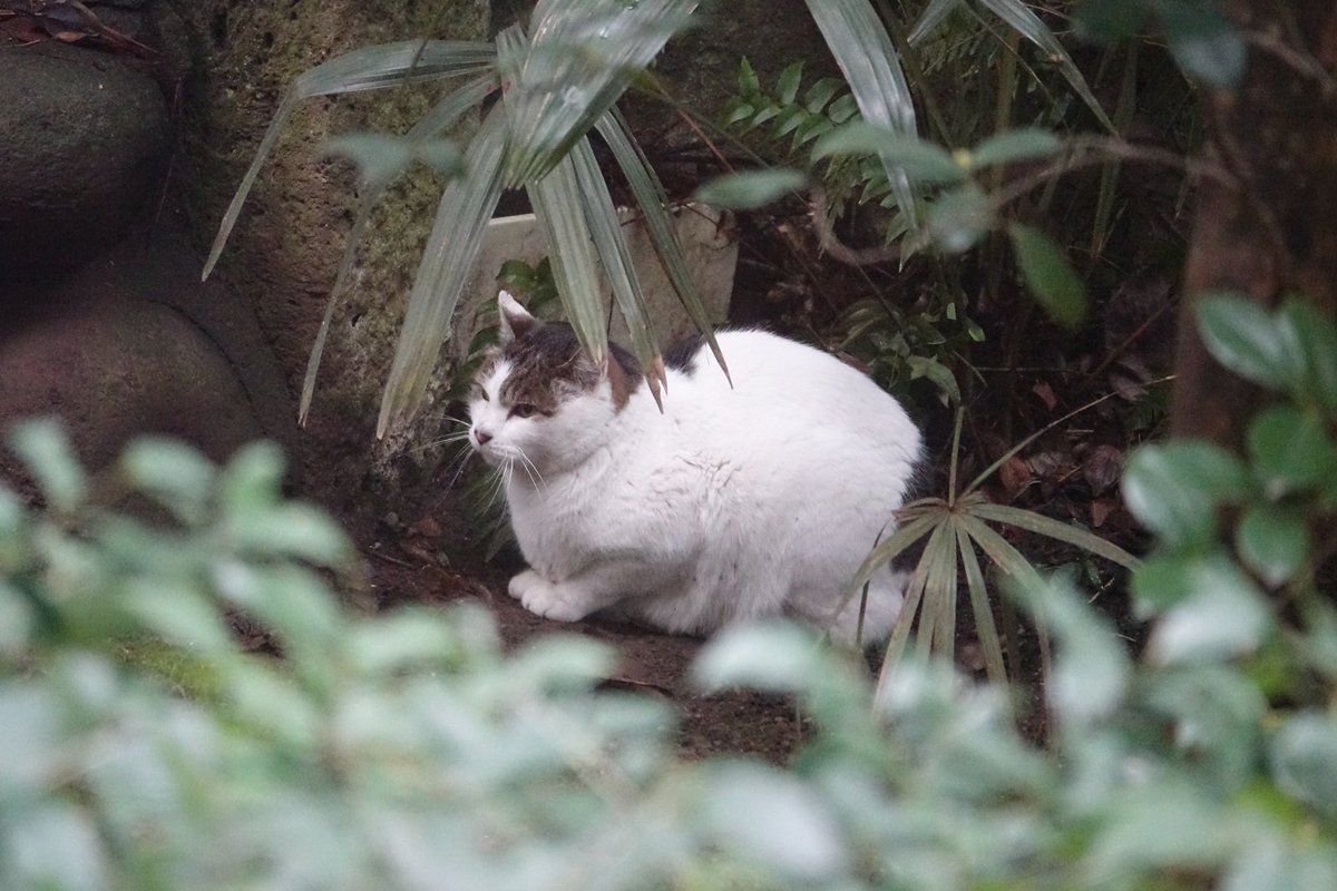 La France Au Japon A Twitter Le 22 Fevrier Est La Journee Du Chat Au Japon Ce Jour 222 A Ete Choisi Car Pour Les Japonais La Prononciation Du Chiffre 2 La France Au Japon A Twitter Le 22 Fevrier Est La Journee Du Chat Au Japon Ce Jour 222 A Ete Choisi Car Pour Les Japonais La Prononciation Du Chiffre 2