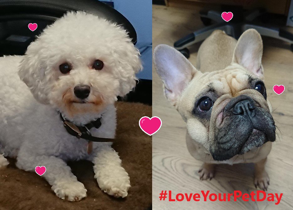 Double distraction in the office today on national #LoveYourPetDay 
Sadly our engineers aren't so cute but they are great at resolving #drainage issues #blocked #toilet #drain #PPM #draincareandrepair