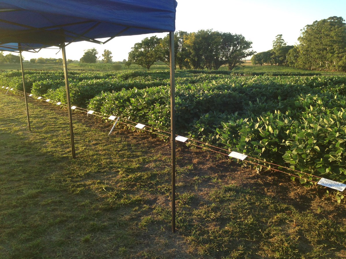 ErnestoRestaino's tweet photo. En breve, desde las 8.30, en Young (campo Soc. Rural de Rio Negro), Dia de Campo Evaluación Nacional Verano- INIA-INASE https://t.co/8XttL12Zd4