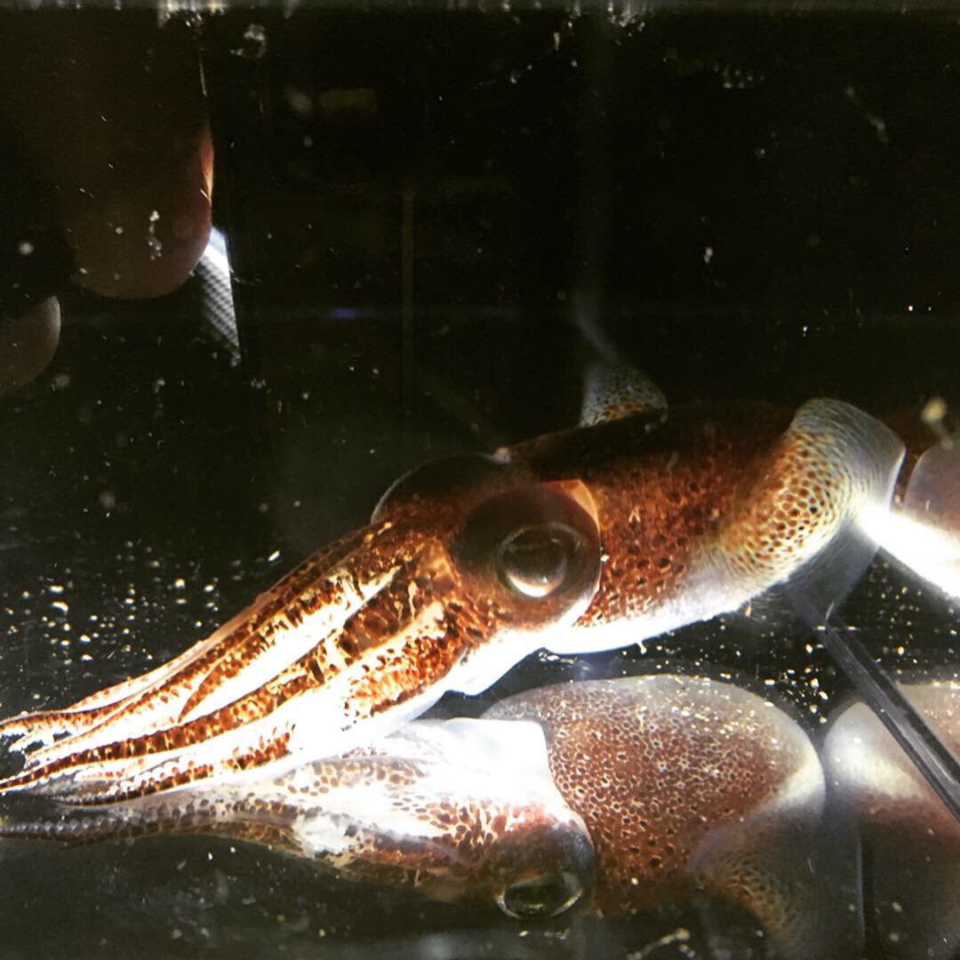 ケンサキイカ بحث في تويتر