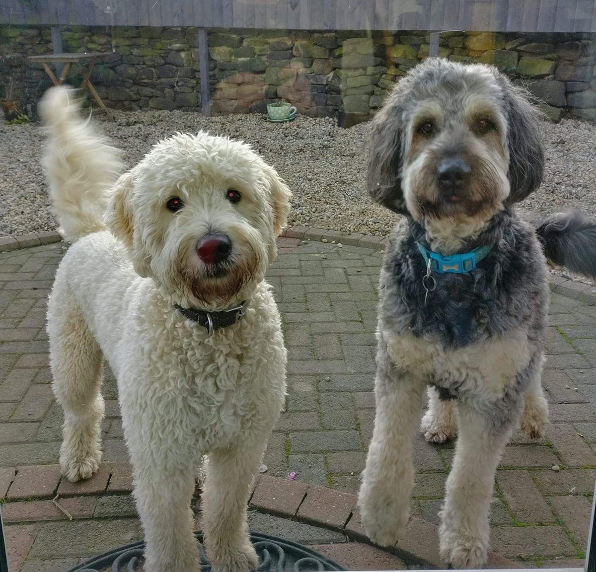 It is love your pet today. This is my Toby, golden doodle 4 years ago, now and with his friend.