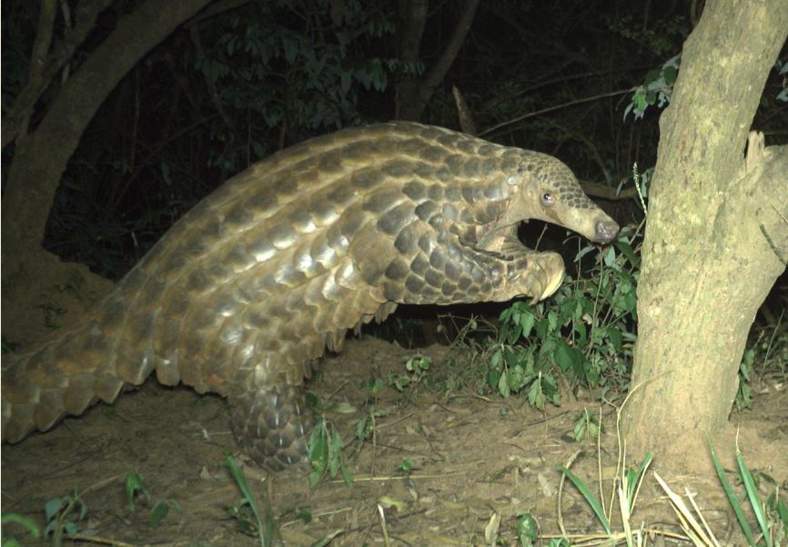 Rare Giant Pangolin found in Uganda bit.ly/2T88XL6