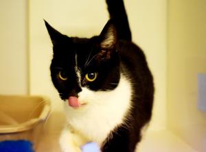Meet Quincy (7yo) She came into our care when someone in her family became allergic to her. She's a little shy but she's a real sweetheart and loves fusses! She's lived with children before but would like to be the only pet in the home. Do you have space for this beautiful girl😻