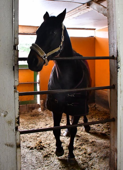 パカパカ工房 ワクチン4回接種済 Pakapakakobo 19年02月 Twilog