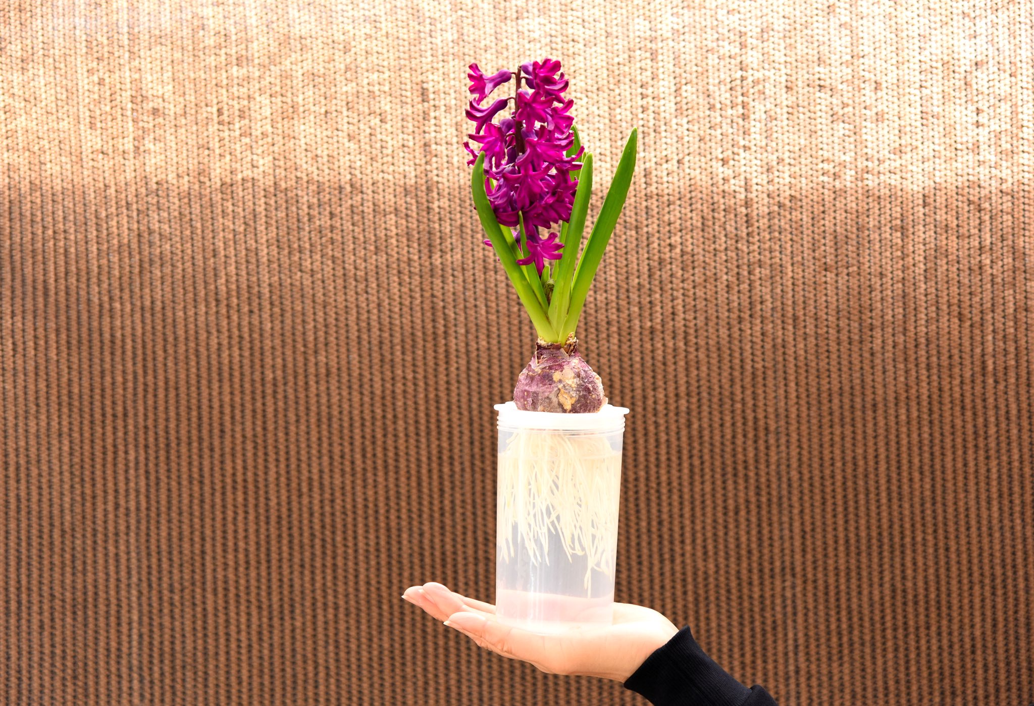 Megu Bonsai ヒヤシンス 今回は 鉢植えではなく 水栽培しました 球根から冷蔵庫に寝かせ 家族から 邪魔だ と言われ 寒い部屋に一ヶ月置いて ようやく花が咲きました 紫でした Bonsai Moss ヒヤシンス 球根 盆栽 盆景 手のせ盆栽 苔 苔玉 Megu Bonsai ヒヤシンス 今回は 鉢植えではなく 水栽培しました 球根から冷蔵庫に寝かせ 家族から 邪魔だ と言われ 寒い部屋に一ヶ月置いて ようやく花が咲きました 紫でした Bonsai Moss ヒヤシンス 球根 盆栽 盆景 手のせ盆栽 苔 苔玉