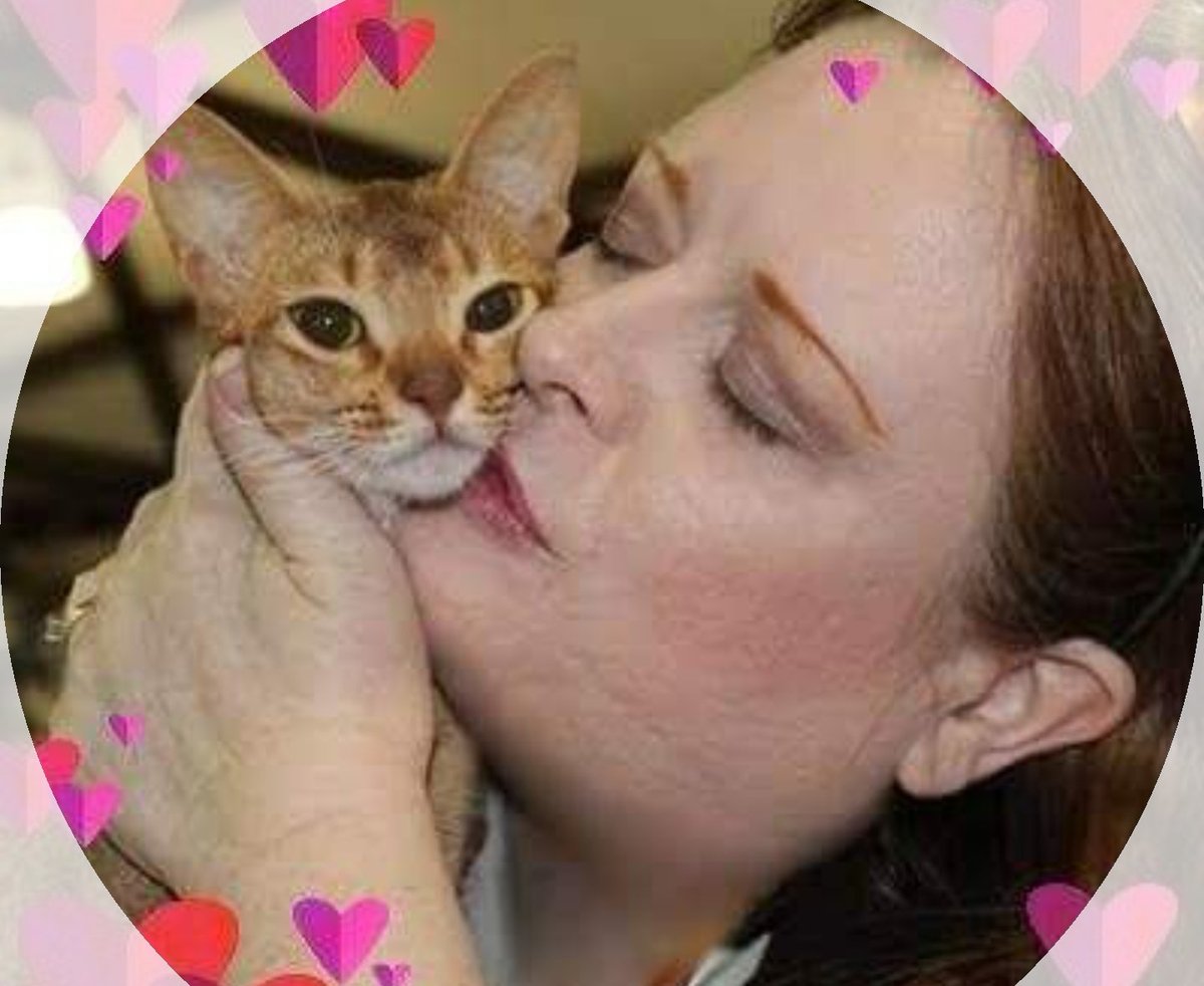 GeekHaxx's tweet photo. Just another #BernieBro #WomenForBernie #CatsOfTwitter https://t.co/4agtM8vj5T