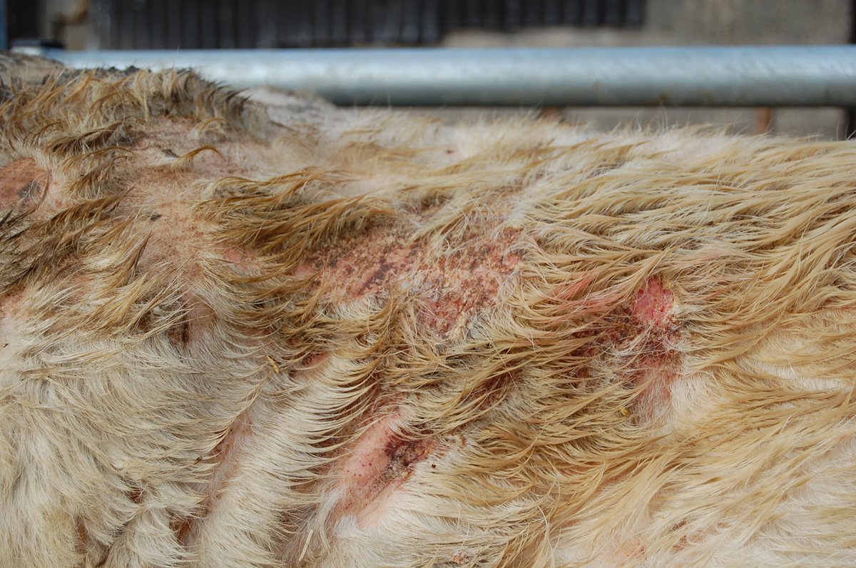 Cattle Parasites On Twitter Watch Out For Signs Of Lice Or Mange