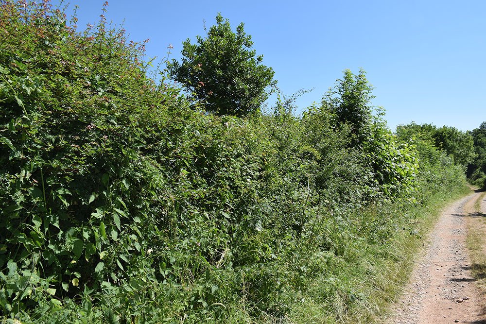 The ultimate goal in #hedge management it to create a thick, dense #hedgerow. 🌱🐦These are the hedges that are most beneficial to #landowners as well as for #nature ptes.org/hedgerow/manag…
#BringingTheWildBackToLife #iwill4nature #WednesdayWisdom