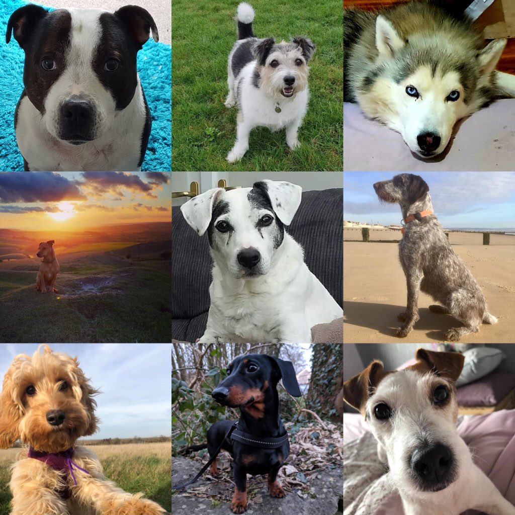 Is it any wonder I spend my whole life devoted to these gorgeous creatures 🐾♥️🐕

Happy #woofwoofwednesday peeps and pups 

#LoveYourPetDay