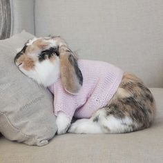 WheelUnity's tweet image. This fat little guy isn&apos;t our pet but HE SHOULD BE!
#LoveYourPetDay 

Wheel Unity wants to wish all the pets out there a great day 😍