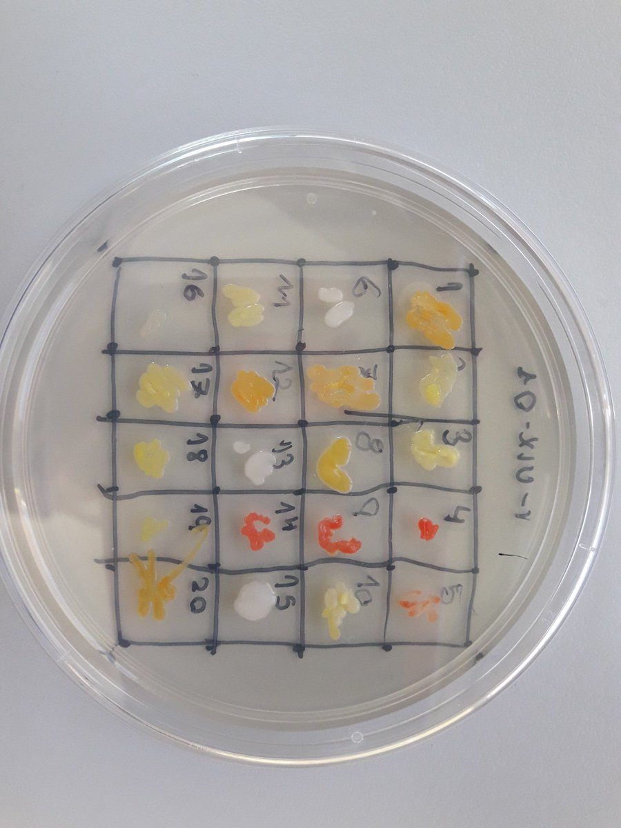 240 colònies aïllades a la Vall d'Uixó <a href="/iesbenigaslo/">IES BENIGASLÓ</a> preparades per assajar antibiosi en breu. Descobrirem un nou antibiòtic a la Plana Baixa? <a href="/SERlavallduixo/">SER la Vall d'Uixó</a> <a href="/ajlavallduixo/">Aj. La Vall d'Uixó</a> <a href="/sfpieuv/">Formació Permanent i Innovació Educativa</a> <a href="/CdCienciaUV/">UCC+i UV</a> <a href="/SWISpain/">SWISpain</a>