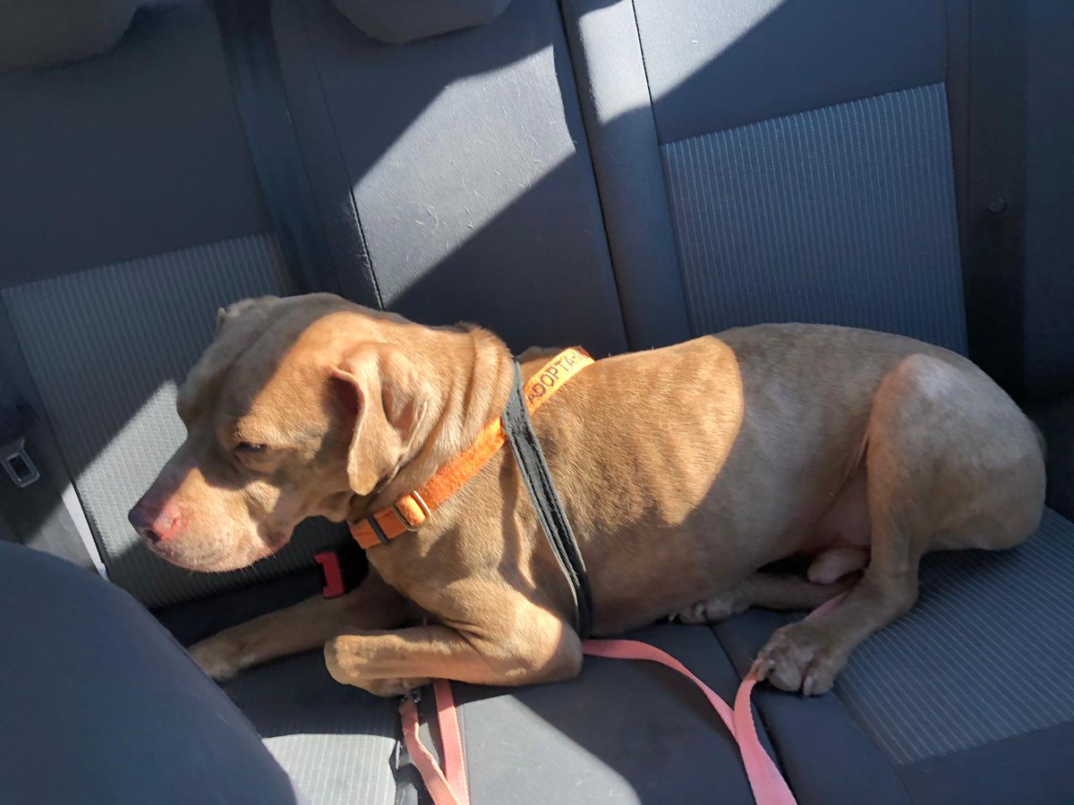 Soy Risco, me dicen que me pase por aquí a deciros que estoy malito. Aún no saben lo que tengo, pero no tengo muchas ganas de hacer nada la verdad. Dicen que pida una casa de acogida, que ahí estaría mucho mejor. ¿Me la podéis dar?
Contacto: adoptasospitbull@gmail.com