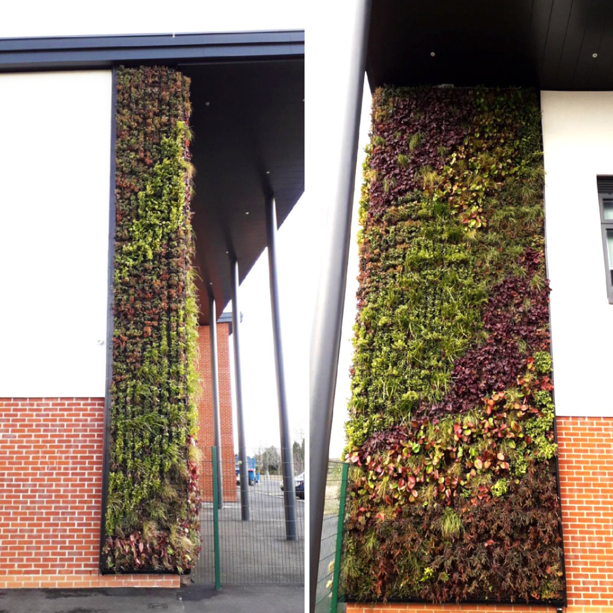 ViritopiaLtd's tweet photo. Update on Darras Hall Primary School from our Maintenance team!
Here's the full case study:
https://t.co/FCSW0sY78Q
#livingwalls #greenwalls #livingwallsystem #facadedesign #schooldesign #facades #architecture #greensystems #naturalsolutions #environmentaldesigns #greensolution https://t.co/GGmpcFUQrW