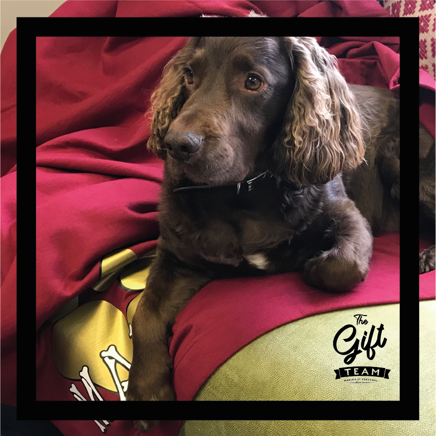 thegiftteam's tweet photo. 🐾 Today is National 'Love your #Pet Day'! 🐶🐱
Treat your pet to some of our personalised gifts! 
Our best selling blankets, come in a variety of colours! Add any name or saying!
#Dog collars and bandana collars now available! https://t.co/kmkWIAve40
