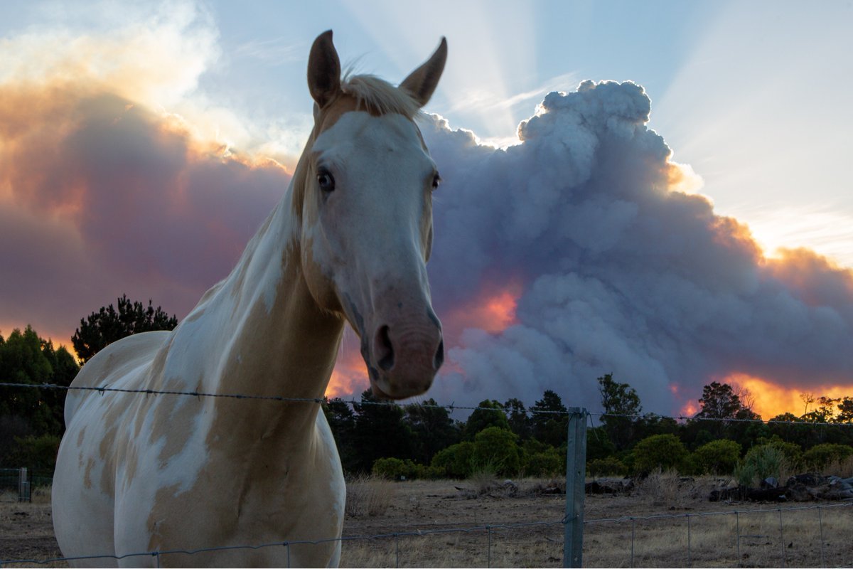 SebNeuweiler's tweet image. I didn't catch this chap's name, but he was incredibly friendly. For whatever reason he seemed more interested in me and the camera than the bushfire raging behind him. #wanews #perthnews