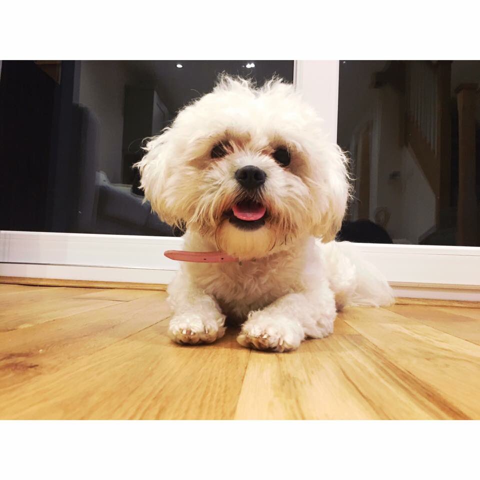 WorkplaceStore's tweet image. It’s #LoveYourPetDay today! We’d love to see pictures of your office pet/pet at home! 🐶🐱🐰🐹🐭