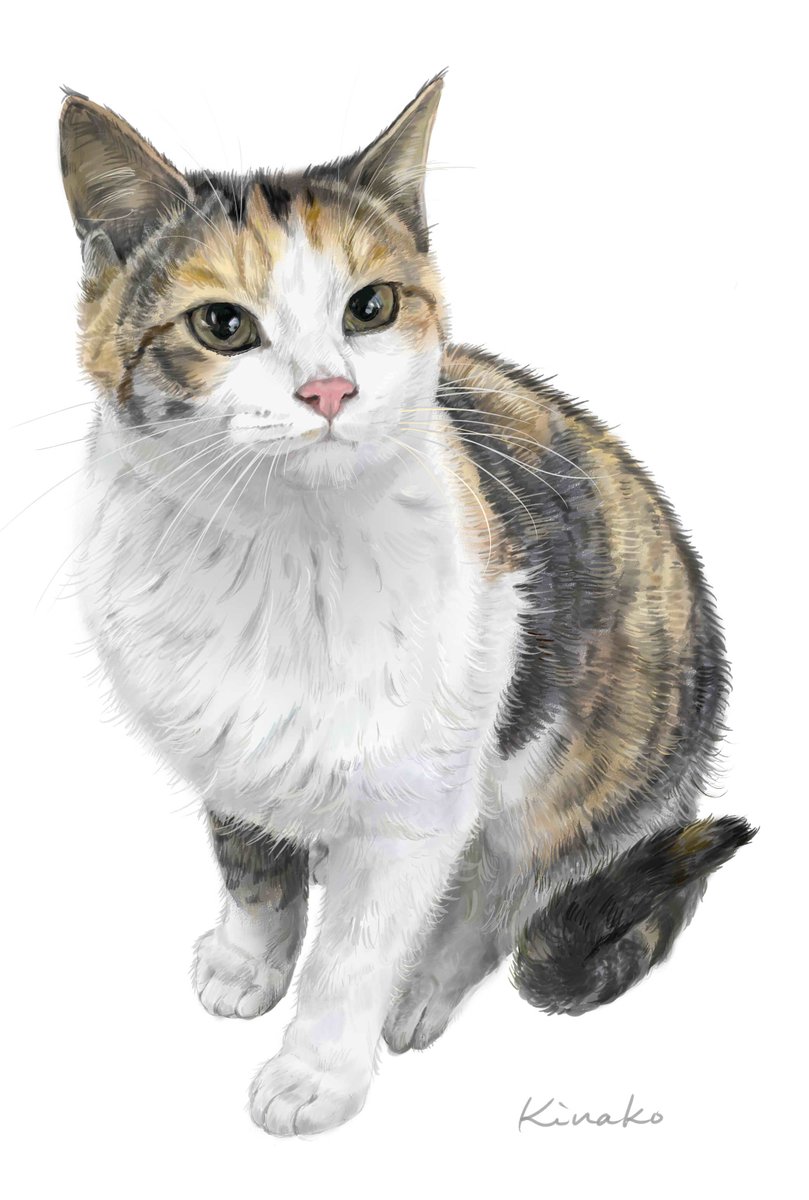 Uzivatel きなこ 猫の絵を描いています Na Twitteru 野良猫ハタ 背景なしものせてみました 人懐っこい優しい表情をしています 猫絵 Cat Drawing 猫イラスト 猫画 野良猫