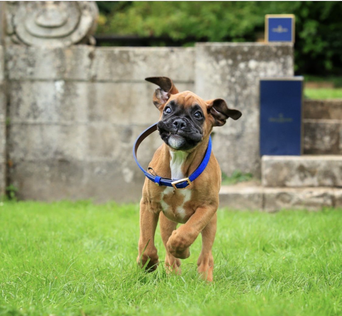 National love your pet day! This has got to be my fave taken by <a href="/eventslens/">Events Through aLens</a>