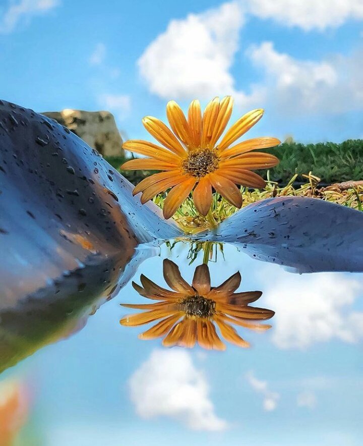 "Colors are the smiles of nature..." 🌻🌿💙
#quote #naturelovers #nature
#photography #Sunny #colorful #prettymuch #beauty #smiles #flower_is #joyful #love #vibe #photo
Credits artist 📸 Kobi_Refaeli