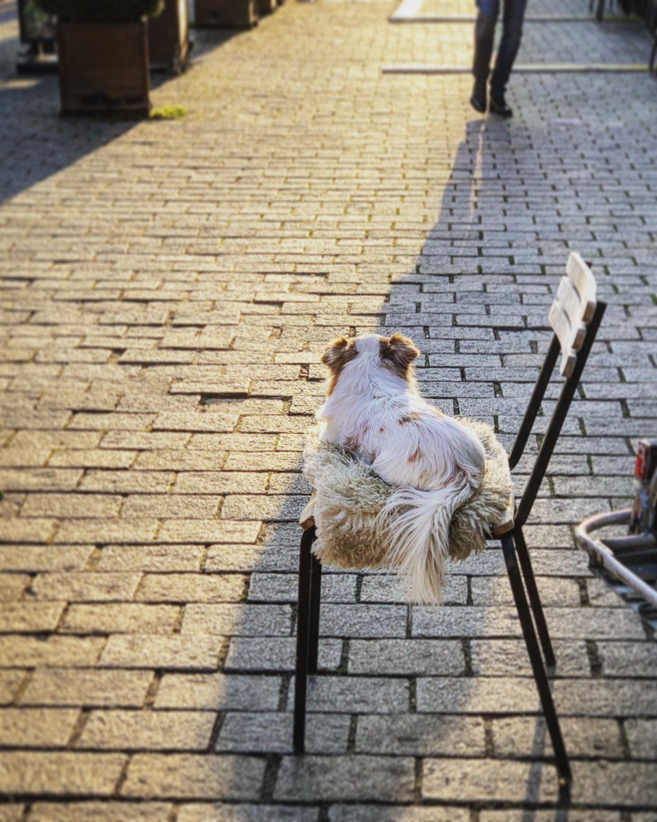 DerMestermann's tweet image. #dogsofberlin
