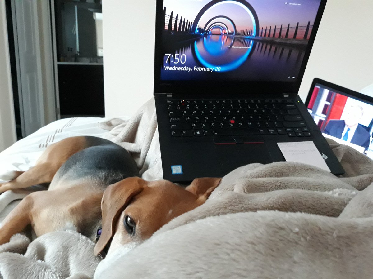 followingPT's tweet photo. I love #snowday2019 Mom starts work in bed so we can snuggle a little bit longer. #beagle @beaglefacts @DCbeagles @AWLAArlington https://t.co/JZ4AHkZxqU
