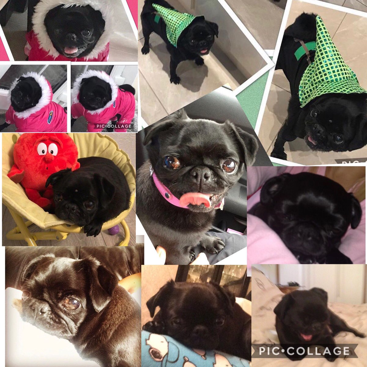 #LoveYourPetDay an that I do 💕 #Mimi #pug #minipug #mypig #13yearsyoung