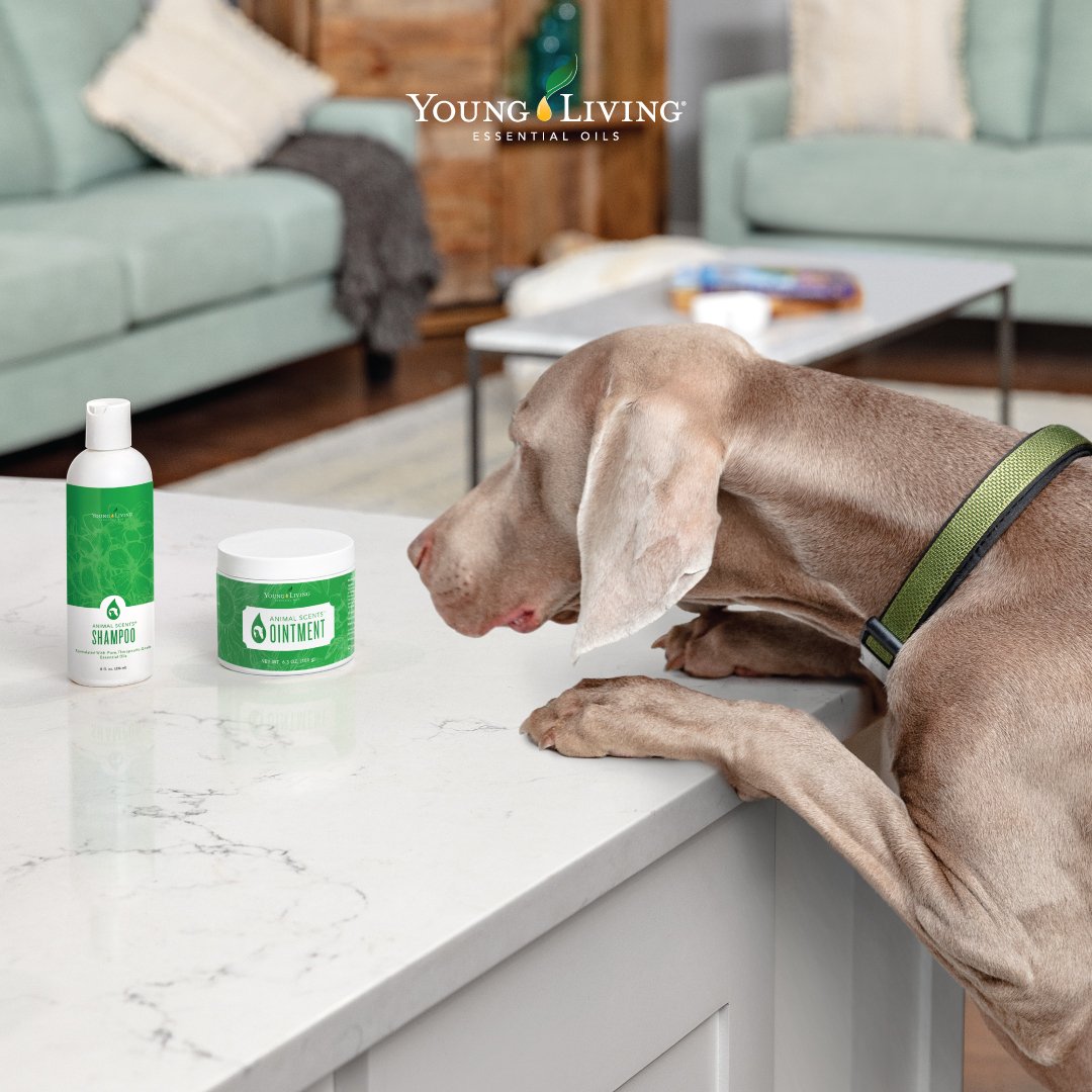 youngliving's tweet image. Make sure to spoil your pet today for #NationalLoveYourPetDay.
 🐶❤️🐱#yleo