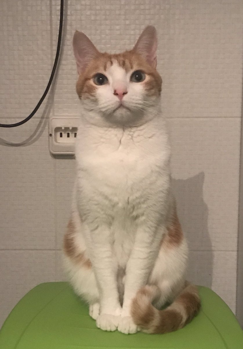 alinukis's tweet photo. #zapeando1310 Se llama Linuk y se pone asi de formalito encima del cubo de la basura 😂☺️ https://t.co/QziTcXVgCa