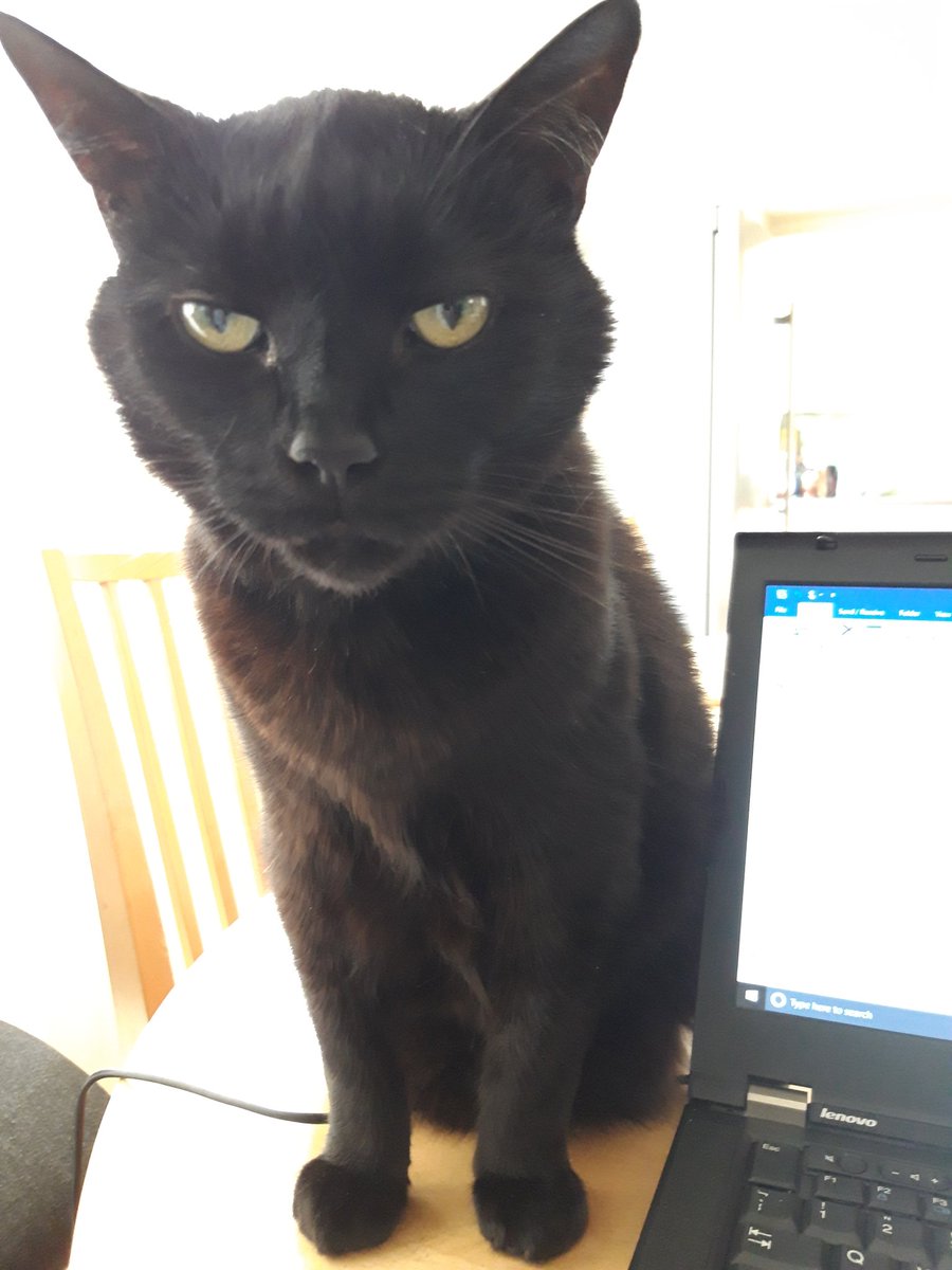 Pluto the Cat tweet media