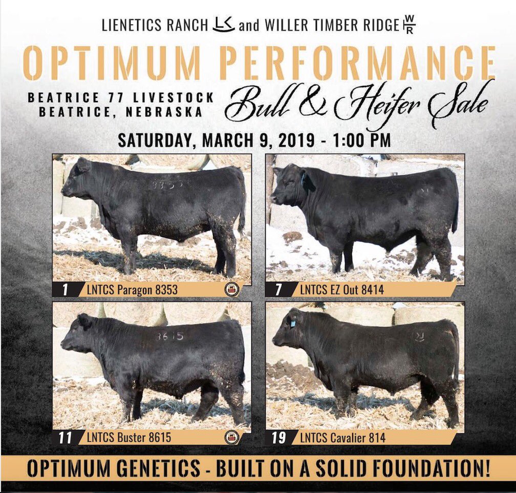 LieneticsRanch's tweet photo. #LieneticsLegacy Optimum Performance Sale catalogs are being mailed out! Until then, browse the catalog online at https://t.co/etcl7jNAuH where you can also join our mailing list! Contact us with any questions about our bulls and heifers
#bullsale #optimumperformance #cattlecon19 https://t.co/UTWi2WEo1z