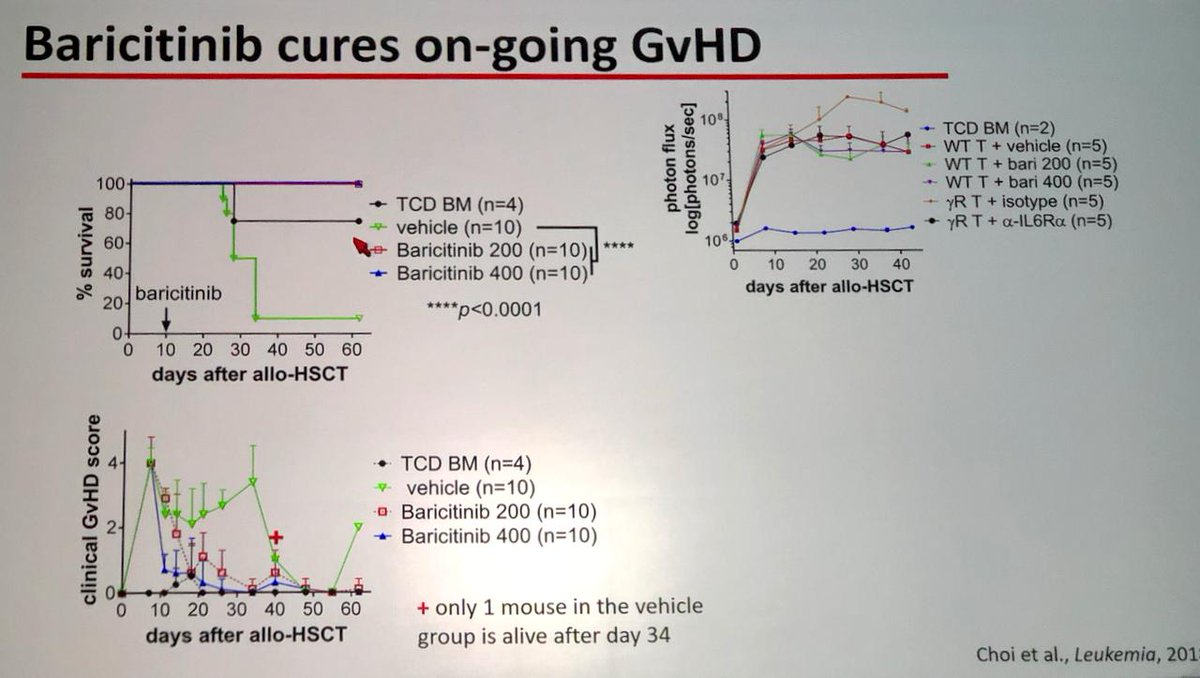 Indus BMT Group (@indusbmt) on Twitter photo #TCTM19 Baricitinib-induces blockade of IFNGR and IL-6R, prevents and treats GVHD and has GVL effects in murine model. @BldCancerDoc <a href="/ASBMT/">Duy Khang Đỗ</a> <a href="/CIBMTR/">CIBMTR</a> @NMDP @dharmabmt <a href="/satya_yadav/">Satya Prakash Yadav</a> #TCTM19 Baricitinib-induces blockade of IFNGR and IL-6R, prevents and treats GVHD and has GVL effects in murine model. @BldCancerDoc <a href="/ASBMT/">Duy Khang Đỗ</a> <a href="/CIBMTR/">CIBMTR</a> @NMDP @dharmabmt <a href="/satya_yadav/">Satya Prakash Yadav</a>