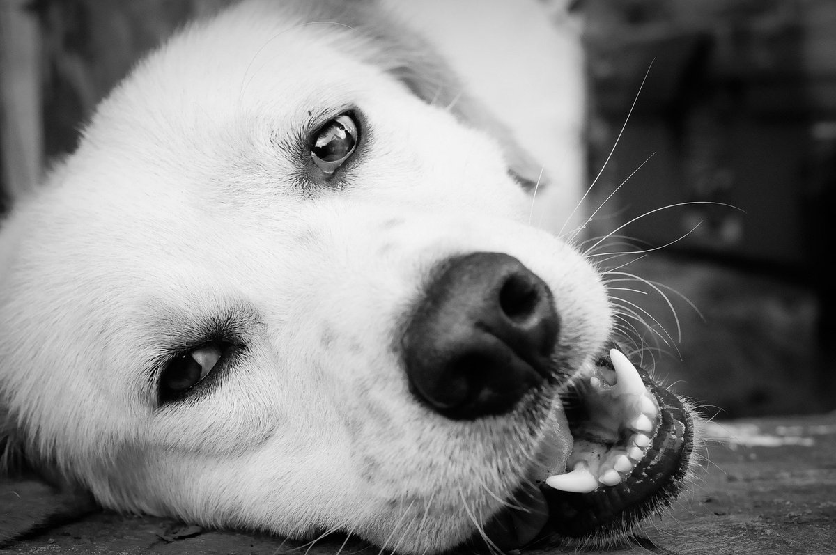 A look that says #love! #dogfriends
