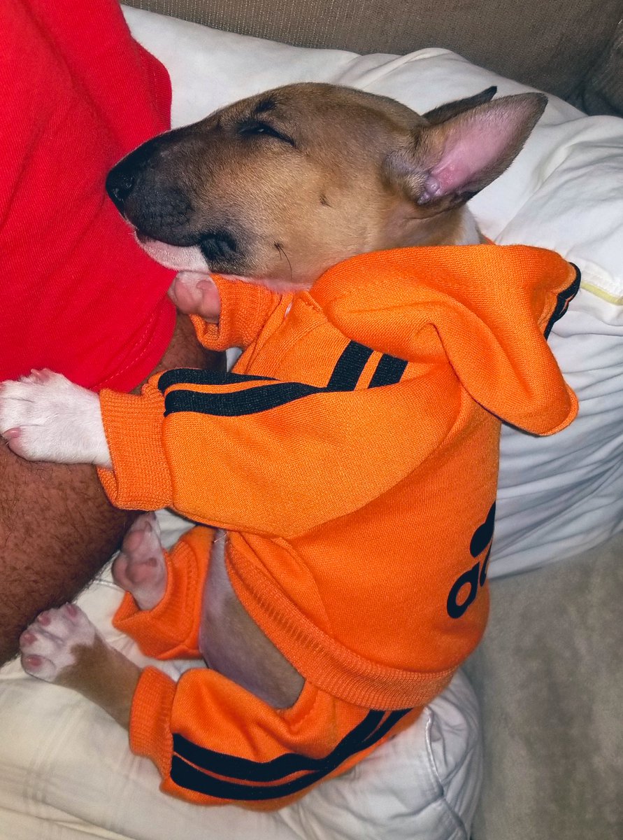 BeccaFattore's tweet photo. #LoveYourPetDay #TrendingNow #brusier https://t.co/bwBYCW6ljA